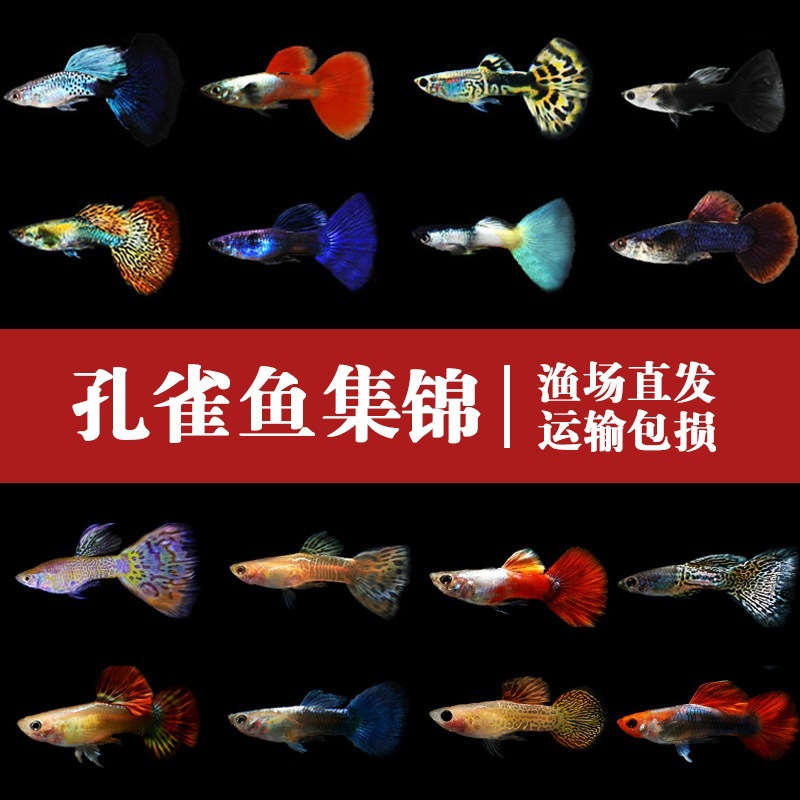 热带鱼小型蕾丝全红红扇巴西活体鱼凤尾鱼观赏鱼生活胎大耳孔雀鱼