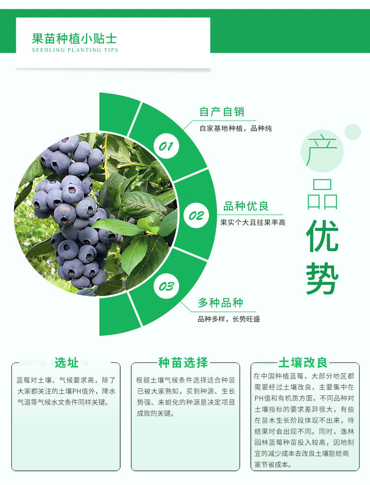 蓝莓树苗地栽盆栽蓝莓苗新品种果树苗 蓝丰薄雾蓝莓批发蓝莓树苗
