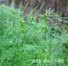 黄心芹菜种子小香芹细叶实心芹种籽盆栽大田庭院蔬菜香草植物种孑