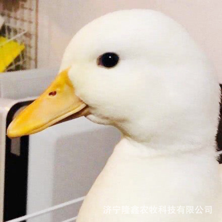 租赁柯尔鸭价格网红柯尔鸭受精蛋宠物鸭可达鸭活体鸭蛋科尔鸭幼崽