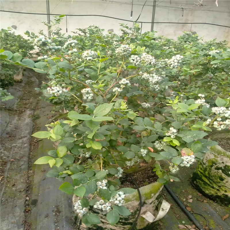 当年结果绿宝石蓝莓苗 五年大杯绿宝石蓝莓苗价格 五年h5蓝莓苗-阿里