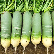 5-5斤装 新鲜脆甜多汁皮薄 沙窝青萝卜 水果萝卜