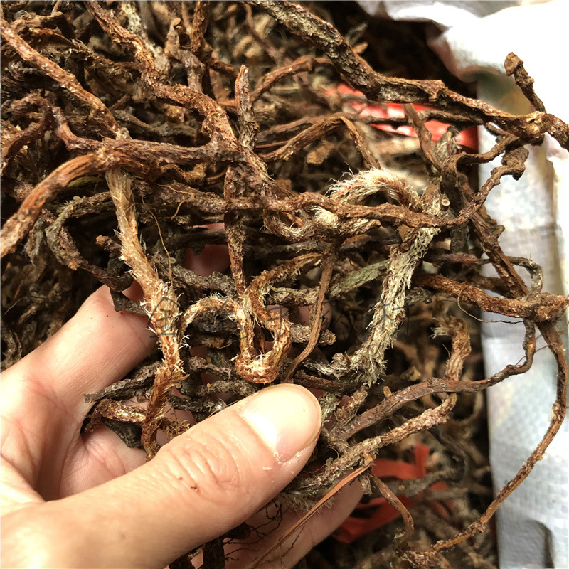 中药老鼠尾石蚕白毛蛇根上树蛇白毛岩蚕白毛伸筋石祈蛇岩蚕毛石蚕