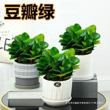 豆瓣绿盆栽多肉植物水培花卉植物室内客厅桌面绿植碧玉去吸除甲醛