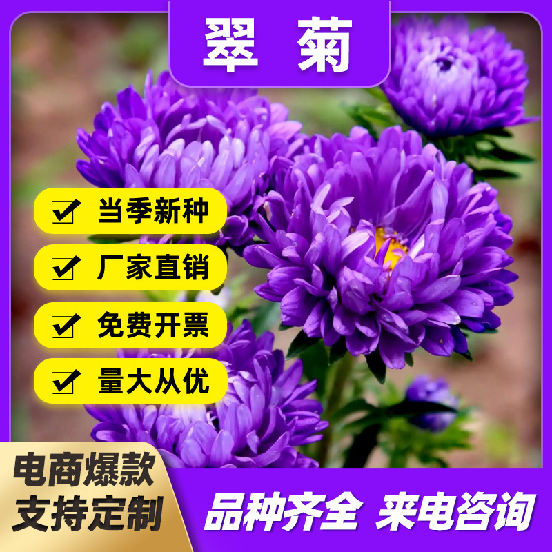 factory wholesale callistephus chinensis seeds garden bonsai ornamental easy-to-broadcast four seasons flower wildflower seed project greening flower seed