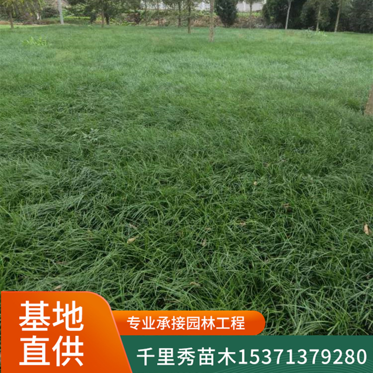 批发草坪麦冬草成苗沿阶草书带草麦门冬绿化用草坪常青根部入药
