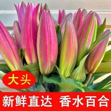 鲜花 百合基地直发多头百花花花束水养鲜切花批发用厂家批发抖音