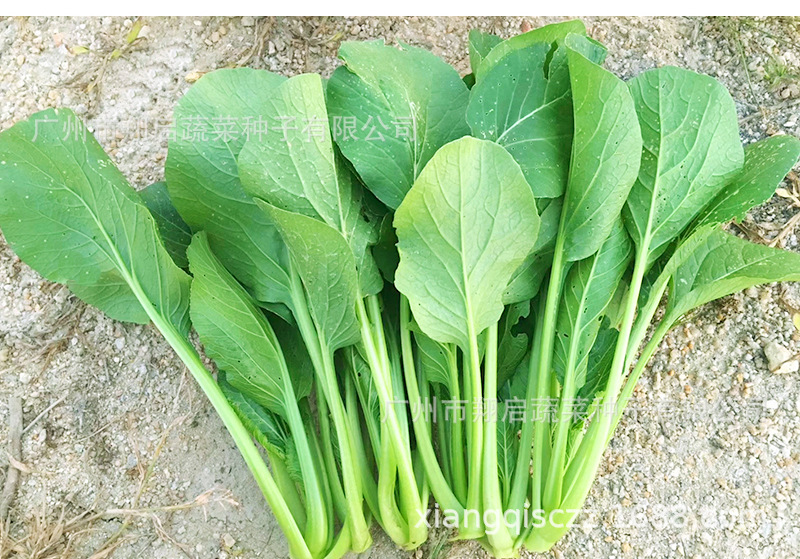 快大迟心菜心菜种籽广东甜菜心种孑四季耐热蔬菜种子青菜公司批发