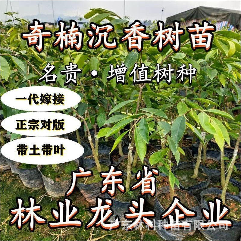 正宗名贵绿奇楠沉香树苗一代棋楠母树嫁接苗场直发原土带叶包结香