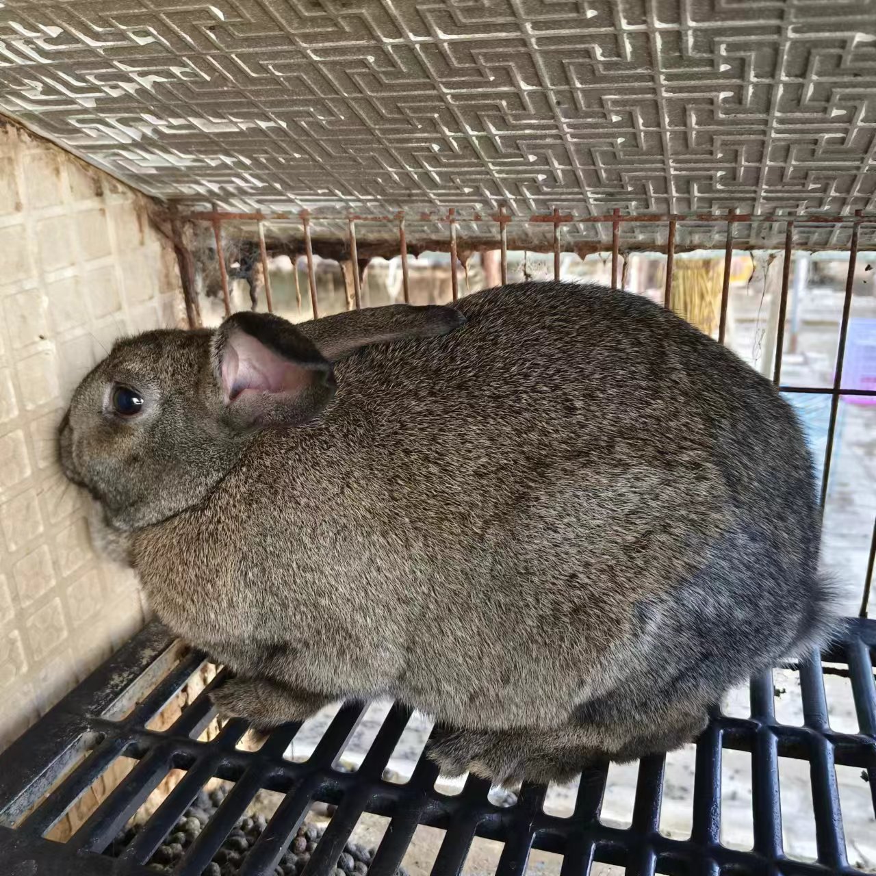 比利时兔苗多少钱一只 山东厂家低价批发优质比利时肉兔活体-阿里巴巴