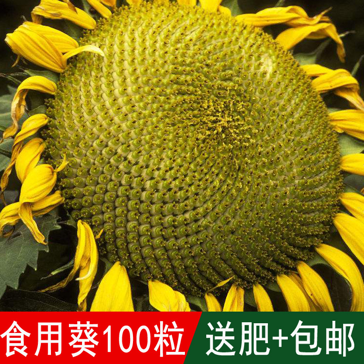 向日葵种子包邮