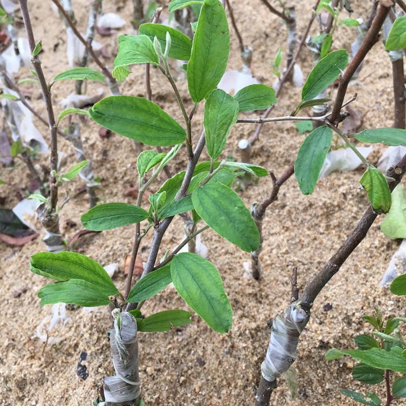 青枣树苗台湾大青枣苗盆栽绿植庭院果树苗南北方广西树苗带泥球