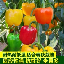 五彩椒种子甜椒种籽青椒春季菜观赏大田四季盆栽辣椒蔬菜种孑