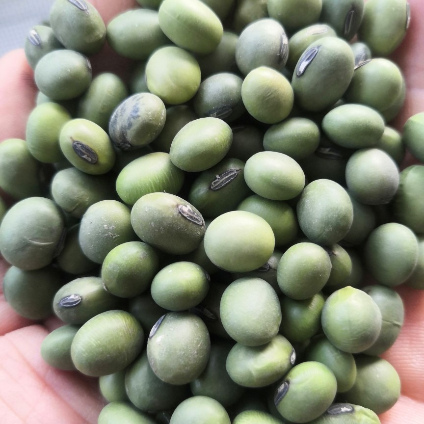 大粒青豆批发干绿大豆青仁大豆干毛豆粮食25kg-阿里巴巴
