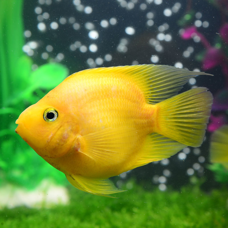 【】观赏鱼元宝鱼热带鱼黄金鹦鹉鱼观赏鱼发财鱼黄金刚鹦鹉黄鹦鹉
