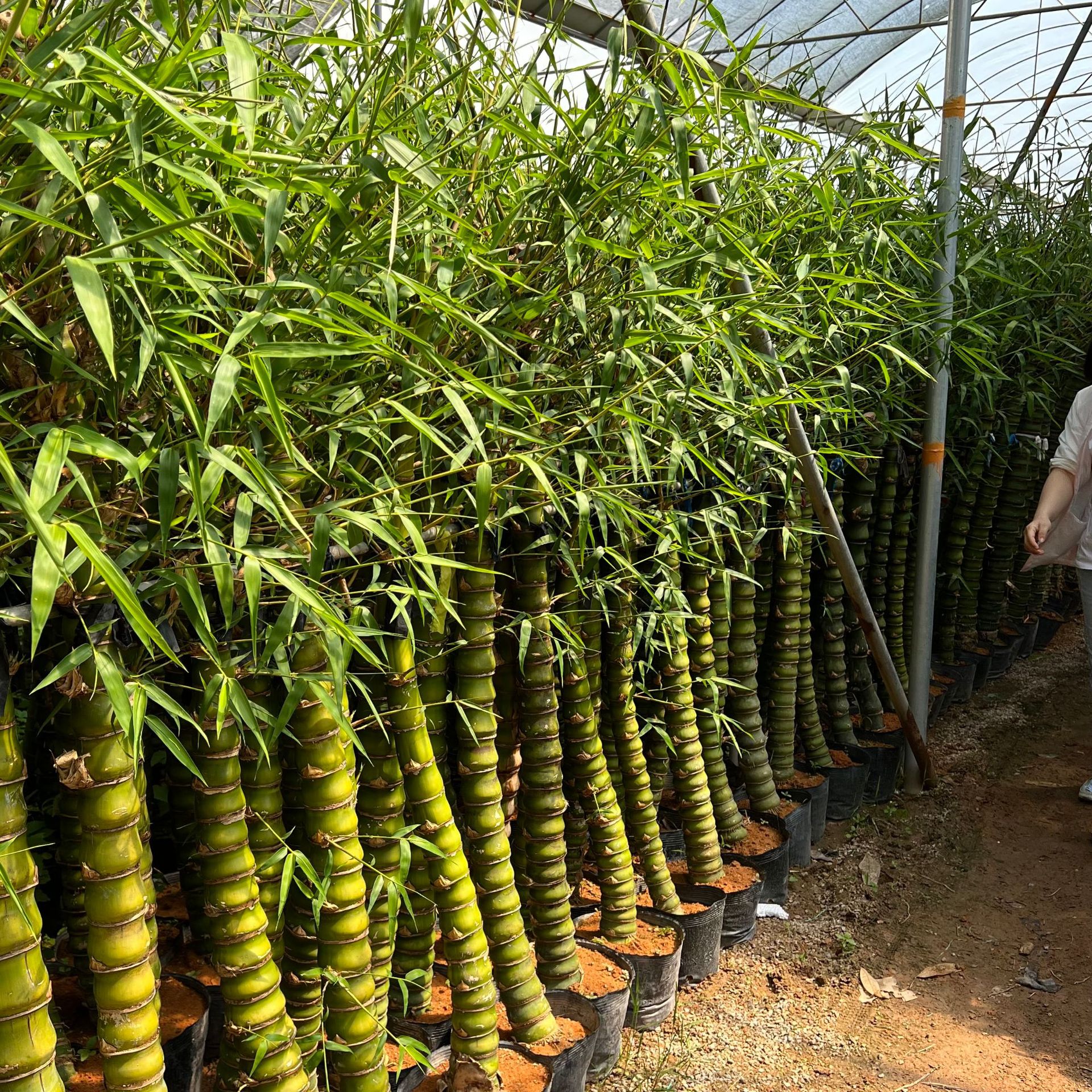 福建佛肚竹批发 佛肚竹产地报价 罗汉竹盆栽 庭院景观 佛肚竹产地