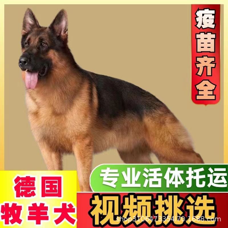 纯种德牧幼犬活体幼崽双血统德国牧羊犬护卫犬工作犬