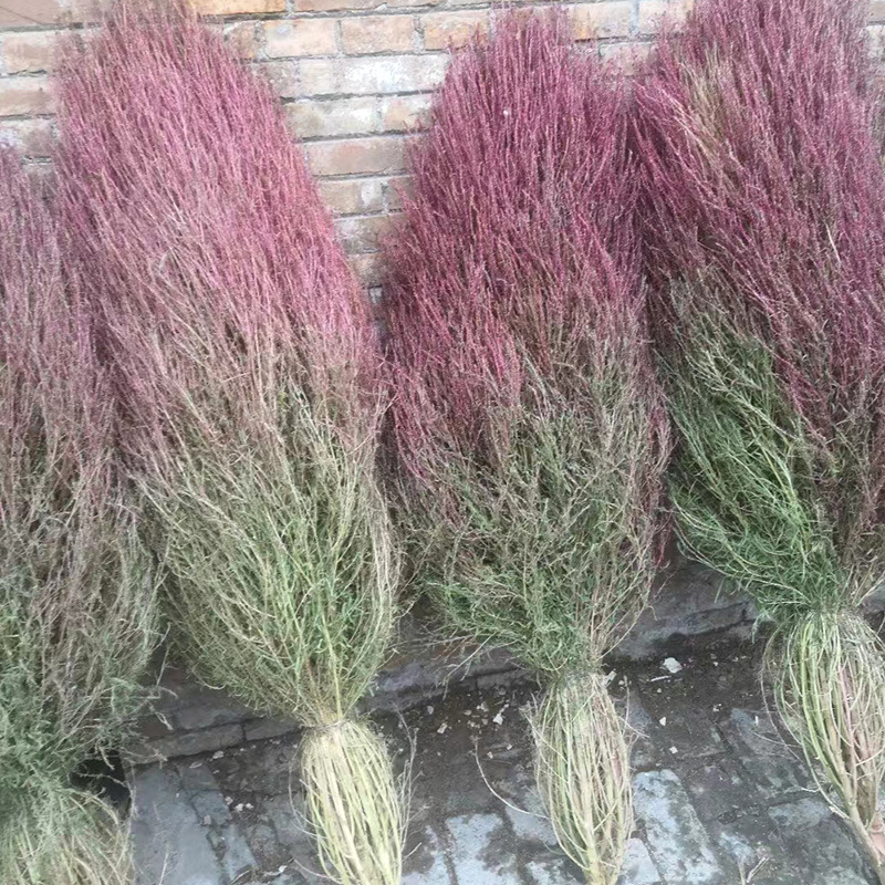 5米)3斤芨芨草扫把杂色规格量大请直接联系厂长:1372251216717.