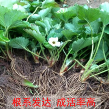 四季草莓苗奶油红颜草莓秧大棚种植草莓盆栽当年结果新苗带土果苗