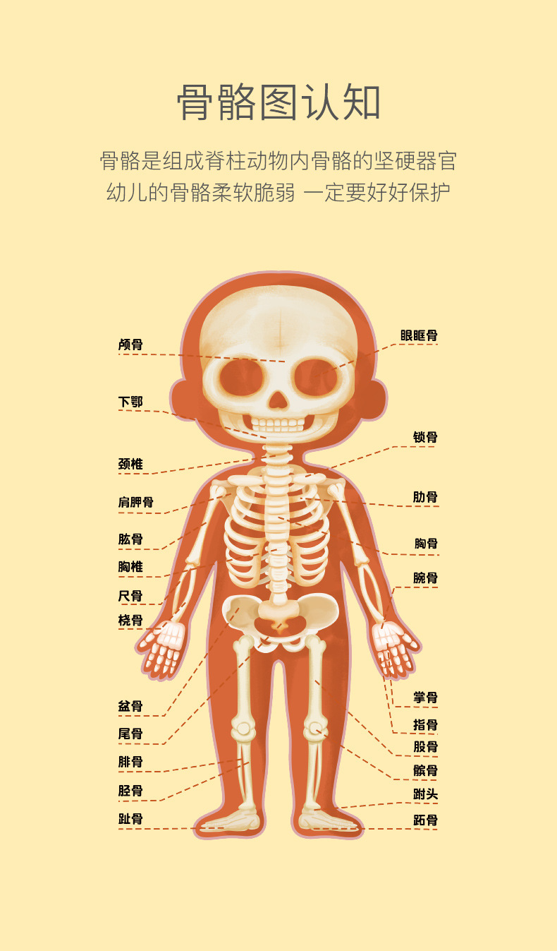 儿童认知男女孩人体身体结构拼图器官图片幼儿园教具早教益智玩具