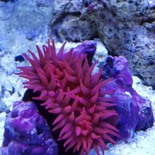 海水鱼活体珊瑚鱼海水观赏鱼/青衣/促销_阿里巴巴找货神器