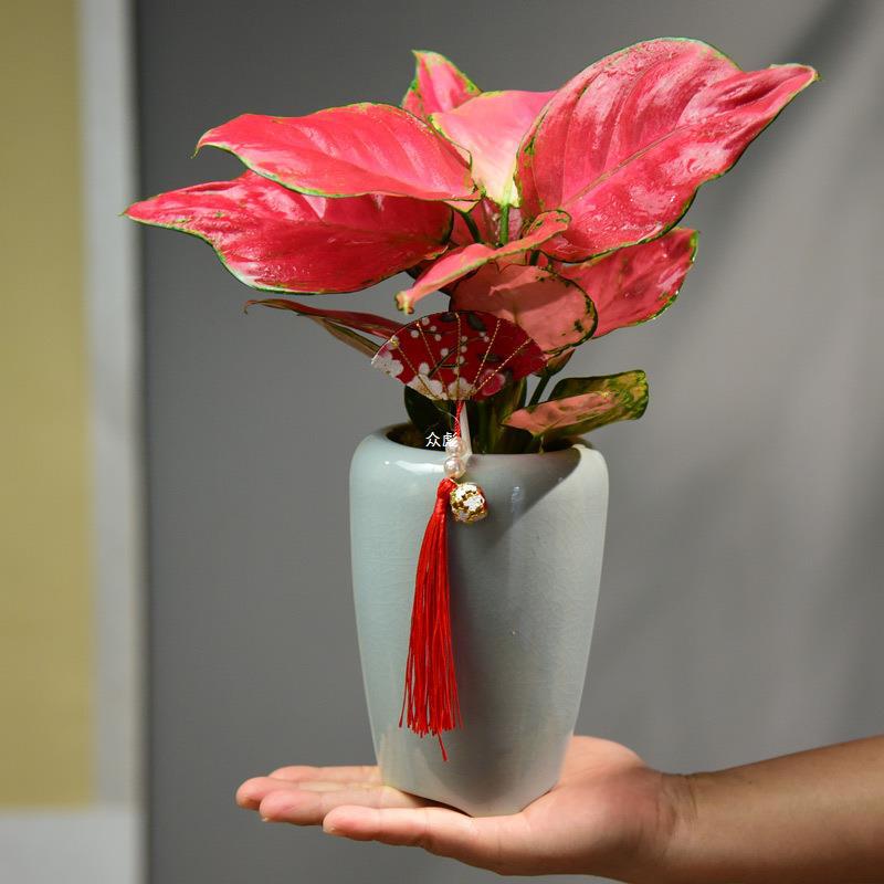 吉利红如意皇后竹芋盆栽室内耐荫四季好养绿植桌面万年青水培植物