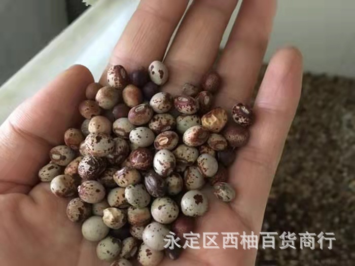 木豆种子/木豆/豆蓉/观音豆/树豆/柳豆当年新采绿化灌木种子