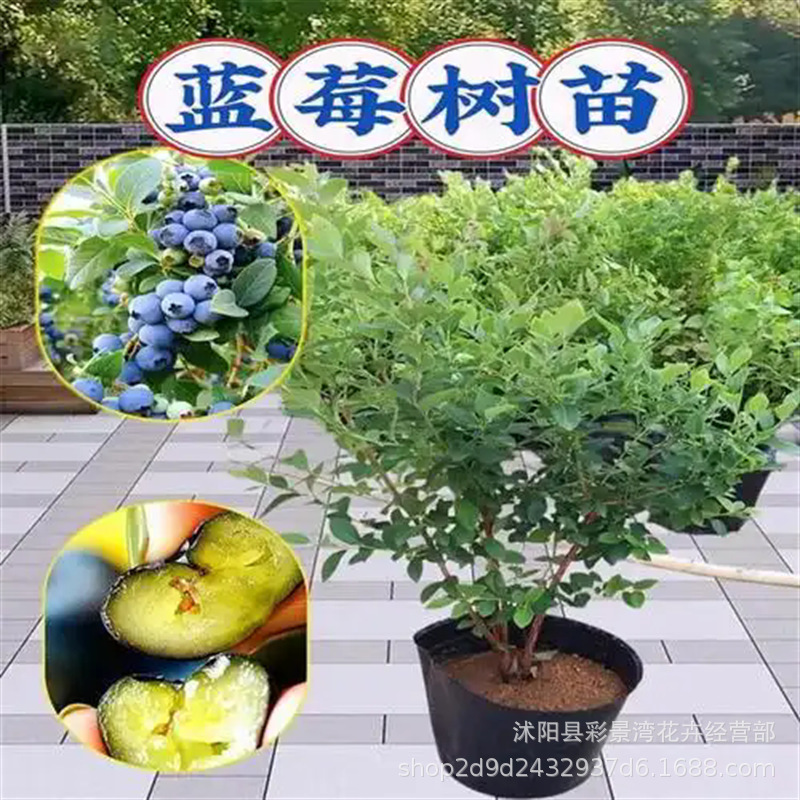 蓝莓树果苗蓝莓苗盆栽地栽果苗带大果南北方种植苗兔眼绿宝石果树
