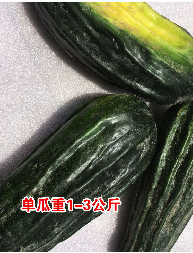 黑皮棱子酥酥脆菜瓜脆瓜种子春夏秋播蔬菜籽甜瓜菜瓜蔬菜种子批发