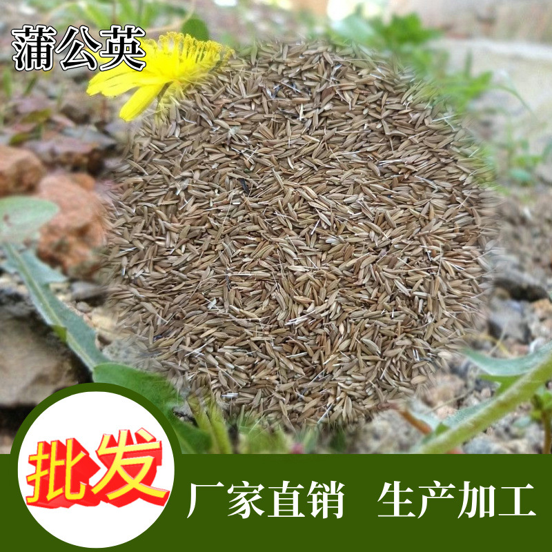 批发蒲公英种子 绿化草花种子大叶蒲公英籽批发-阿里巴巴