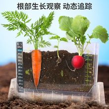 阳光房儿童种植小盆栽科学小实验套装植物生长观察盒手工diy玩具