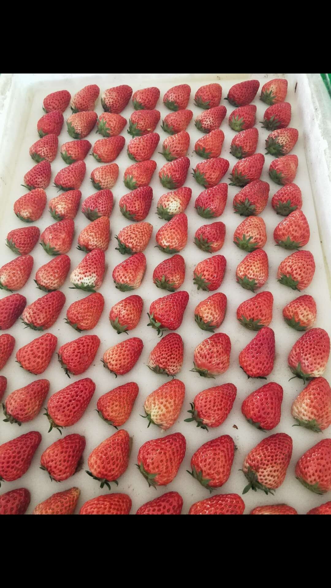 厂家供应白色草莓海绵包装/66枚54枚海绵草莓包装海绵