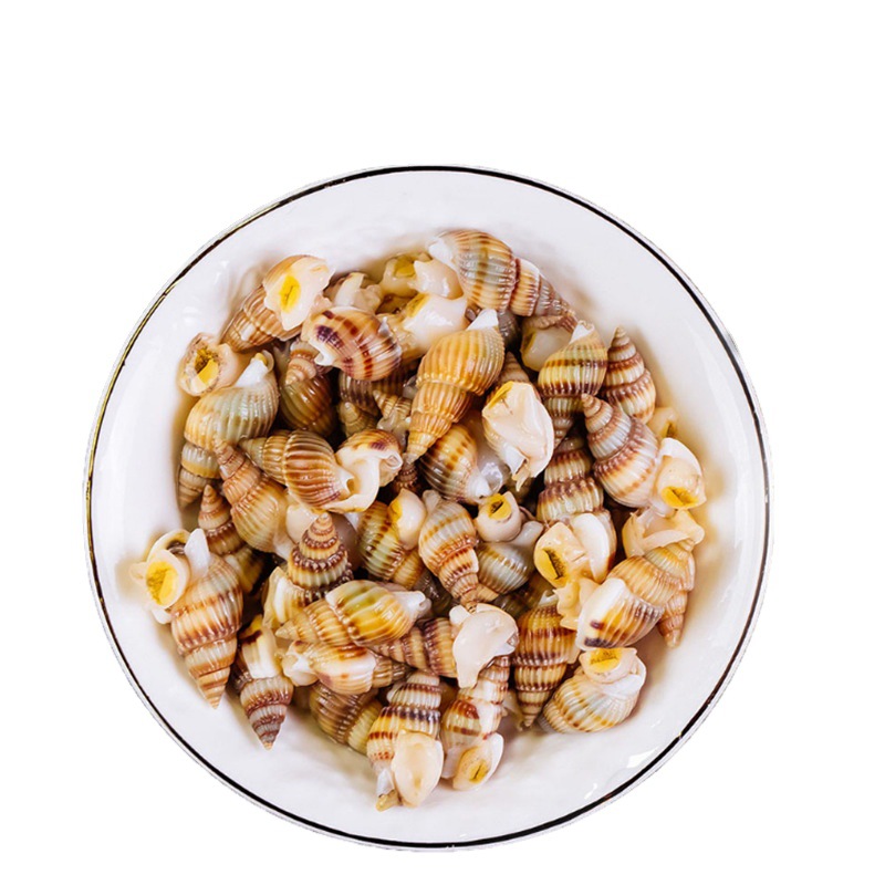 4斤包邮新鲜钉螺大红枣螺冷冻海锥小海螺 鲜活速冻海瓜子海螺丝