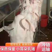 乳猪整只快速加热新鲜乳猪小耳冷冻乳猪7-45斤乳猪美味烧烤