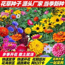 四季播种波斯菊花籽易活太阳花卉种子野花组合花百日草格桑 花种