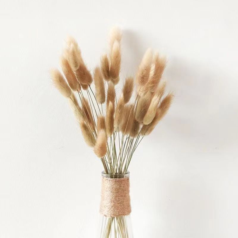 兔尾草真花植物干花花拍摄道具小清新房间客厅插花摆件批发速卖通