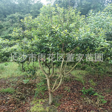 批发地径5公分的杨梅树 杨梅树品种好 植树造林用杨梅树出售