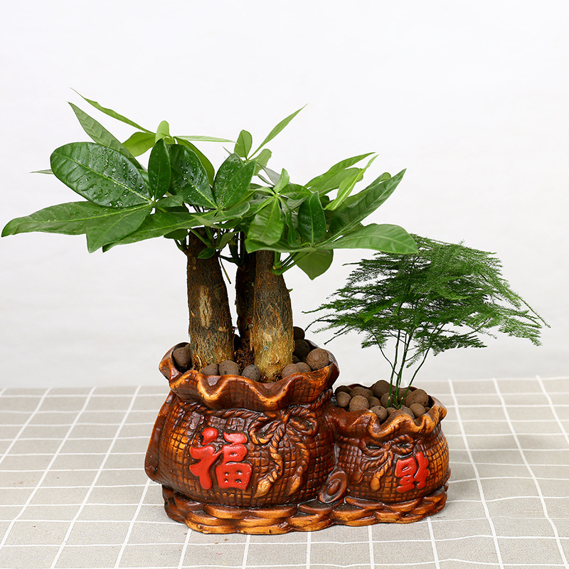 发财树组合盆景