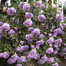 蓝色阴雨藤本月季花蔷薇花浓香型爬藤植物庭院四季花卉盆栽花卉