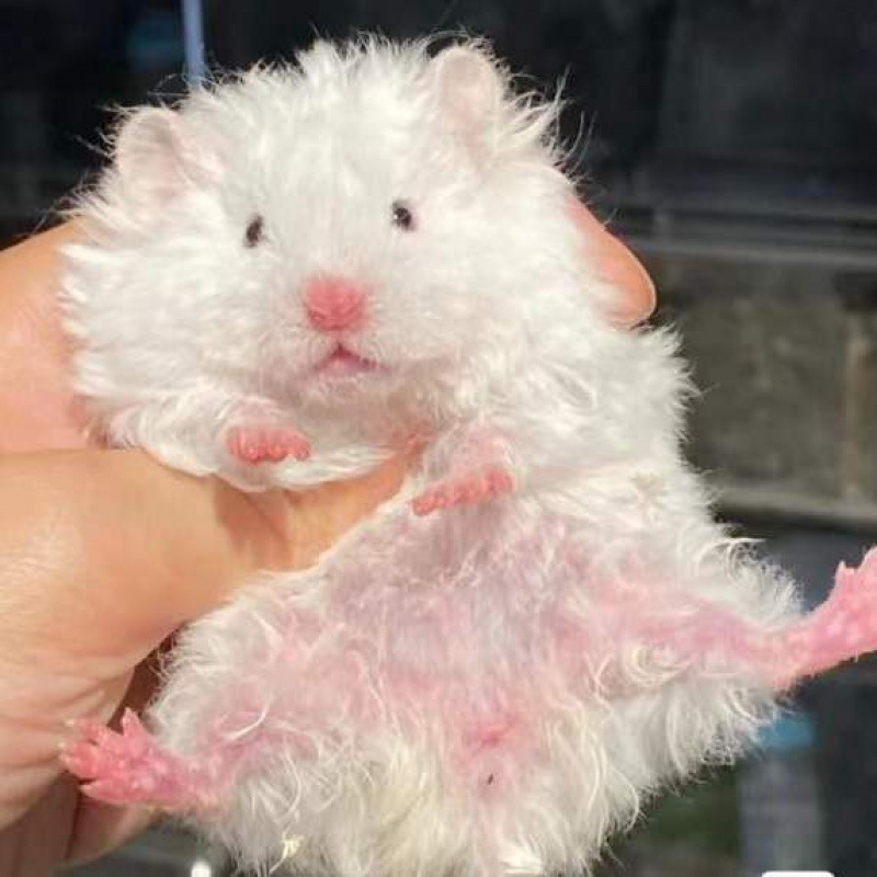 家养长毛金丝熊米熊丁香情侣一对健康易上手金丝熊仓鼠活物