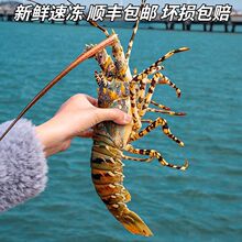 冻虾批发活锦绣花龙虾鲜活冷冻大澳龙新鲜冰鲜海鲜送礼顺丰独立站