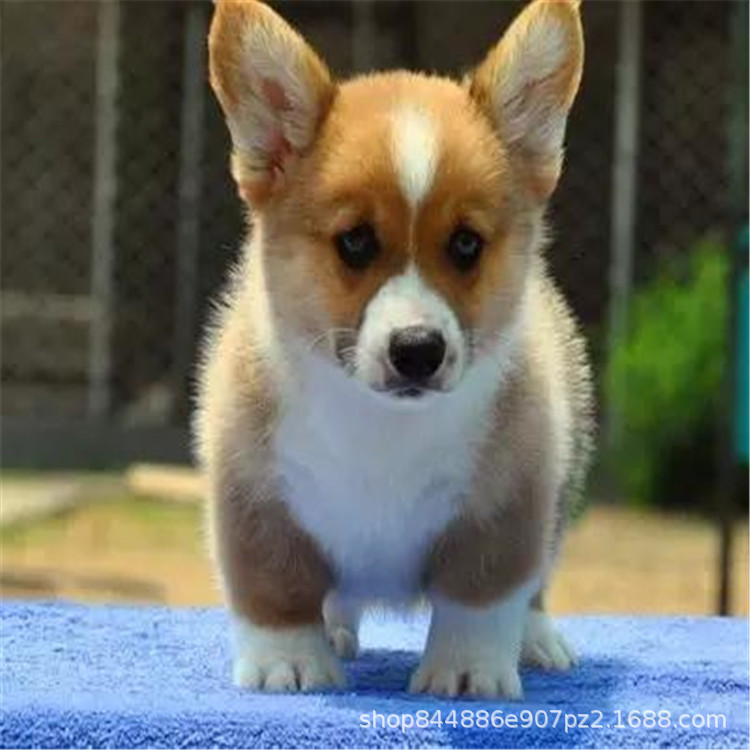 威尔士柯基犬小型护卫犬幼崽活体机警胆子大