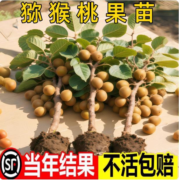 嫁接猕猴桃苗红心徐香软枣猕猴桃苗地栽当年结果南北方种植果树苗