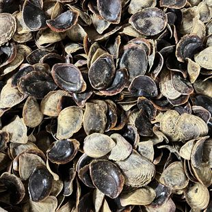 厂家批发淡水珍珠河蚌壳贝壳海螺珍珠蚌壳抛光打磨饰品工艺品原料