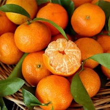 金秋砂糖橘10斤沙糖桔新鲜应当季水果小蜜橘桔子现摘现发红桔柑橘