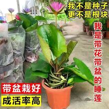 睡莲带花苞水培植物四季开花庭院阳台鱼池水生花卉荷花碗莲香水莲