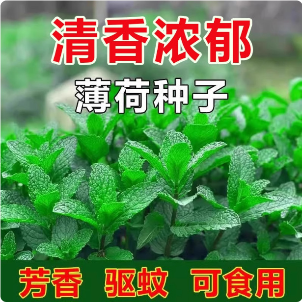 薄荷种子花种子驱蚊草除虫菊批发食用猫留兰香美国柠檬小包装