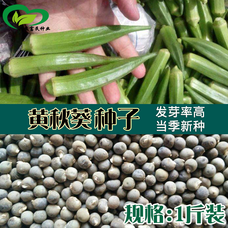 散装秋葵种子 农田菜地可盆栽嫩脆清香绿秋葵蔬菜籽