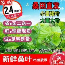 新鲜桑叶嫩现摘喂蚕送金丝蚕宝宝学生养蚕套装大叶桑树叶饲料蚕卵