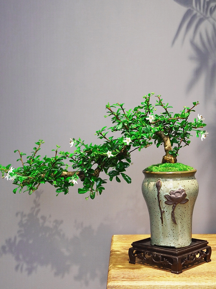 福建茶老桩小盆栽室内绿植飘枝造型盆景客厅茶室办公桌面好养植物